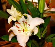 Lilies from my Love